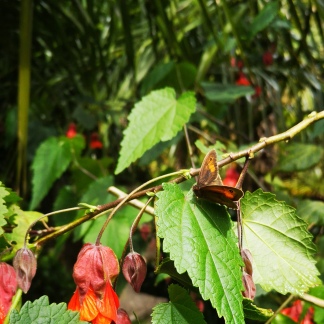 Abutilon with butterfly