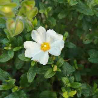 Pretty little white flower